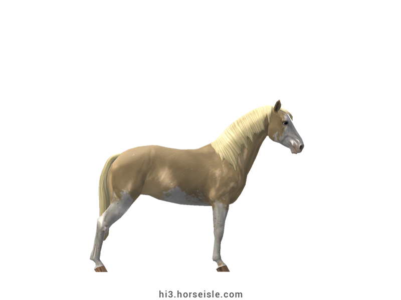 American Walking Pony Ivory Champagne Sabino Coat (right view)